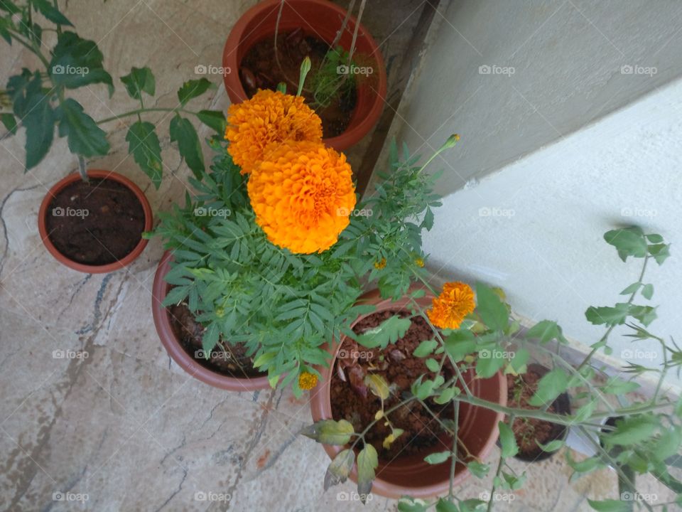 Fully grown flowers.. Ready to offer them to God. Happy to grow them on my own..