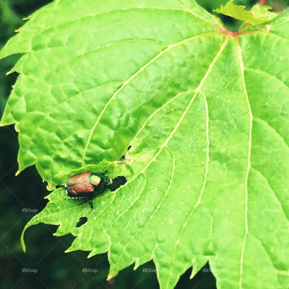 Bug in Leaf