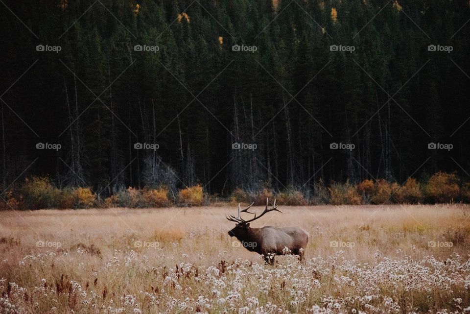 Elk in Banff Canada at dusk