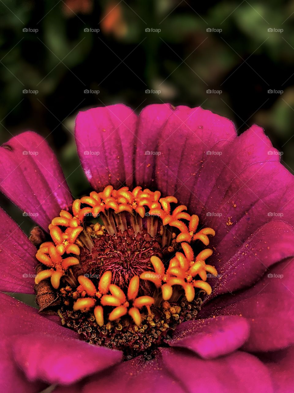 Pink (Found in front of this abandoned house)