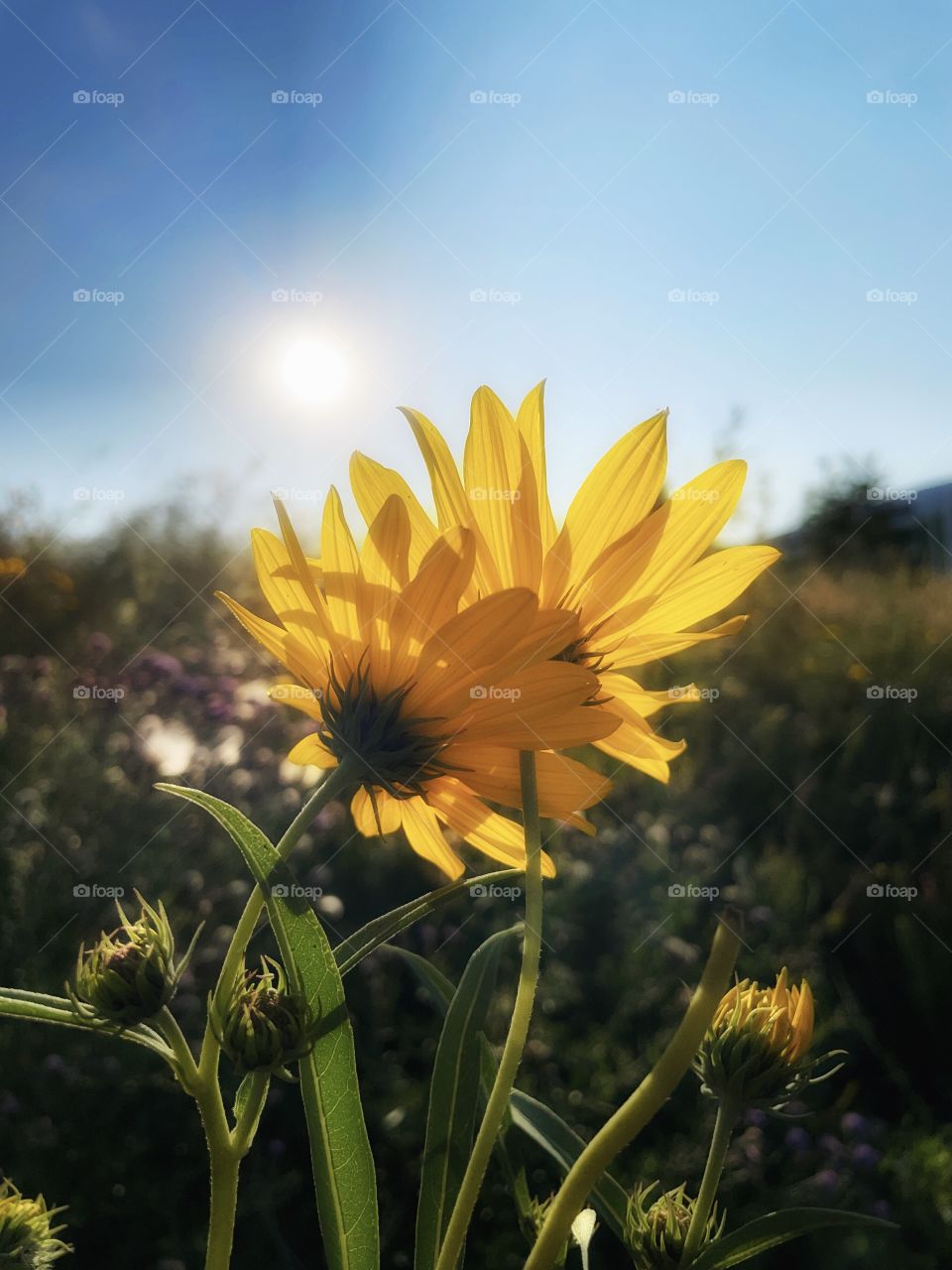 Prairie Sunflower 