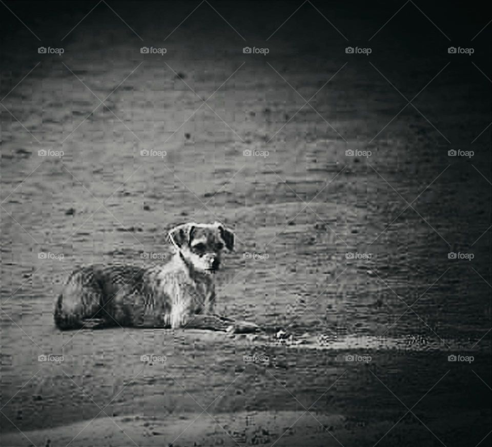 Cãozinho abandonado