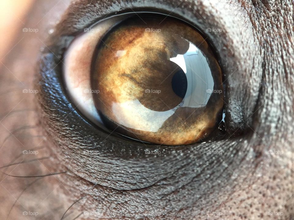 Dog eye