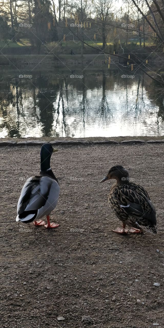 Nature Bad Homburg,Germany