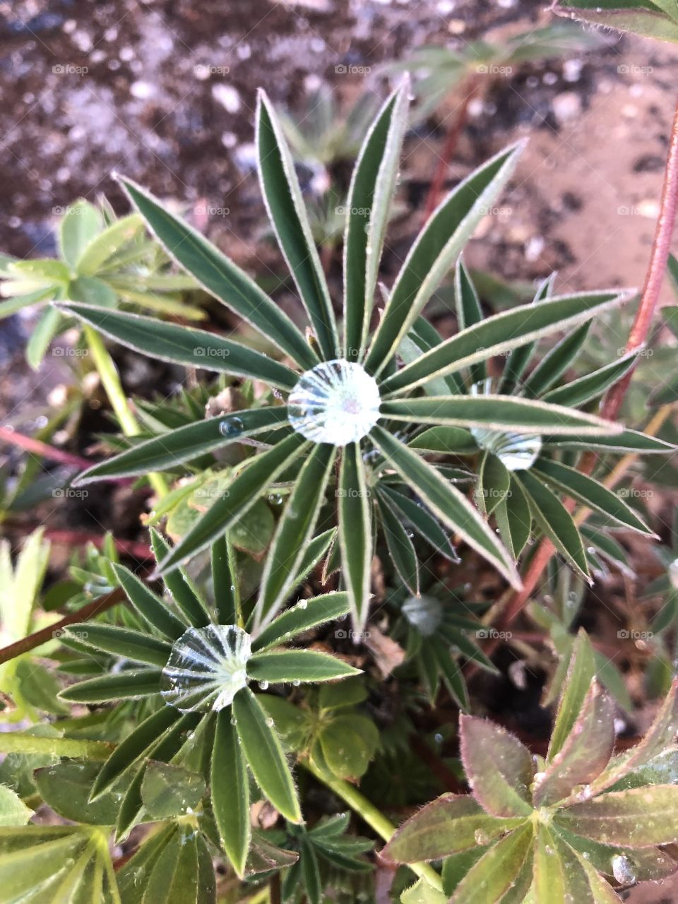 Lupine plant coming to life in garden with water drop.