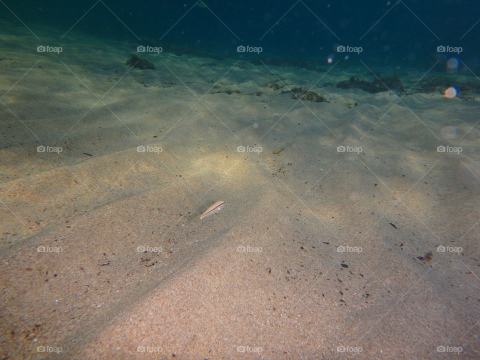 small fish in huge sea. underwater photo of small fish in the sea