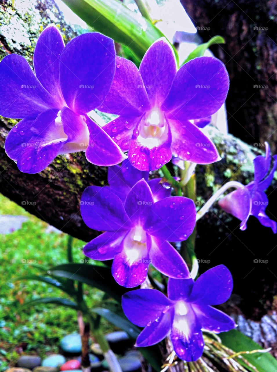 Purple orchids. After the rain.. purple orchids from my garden