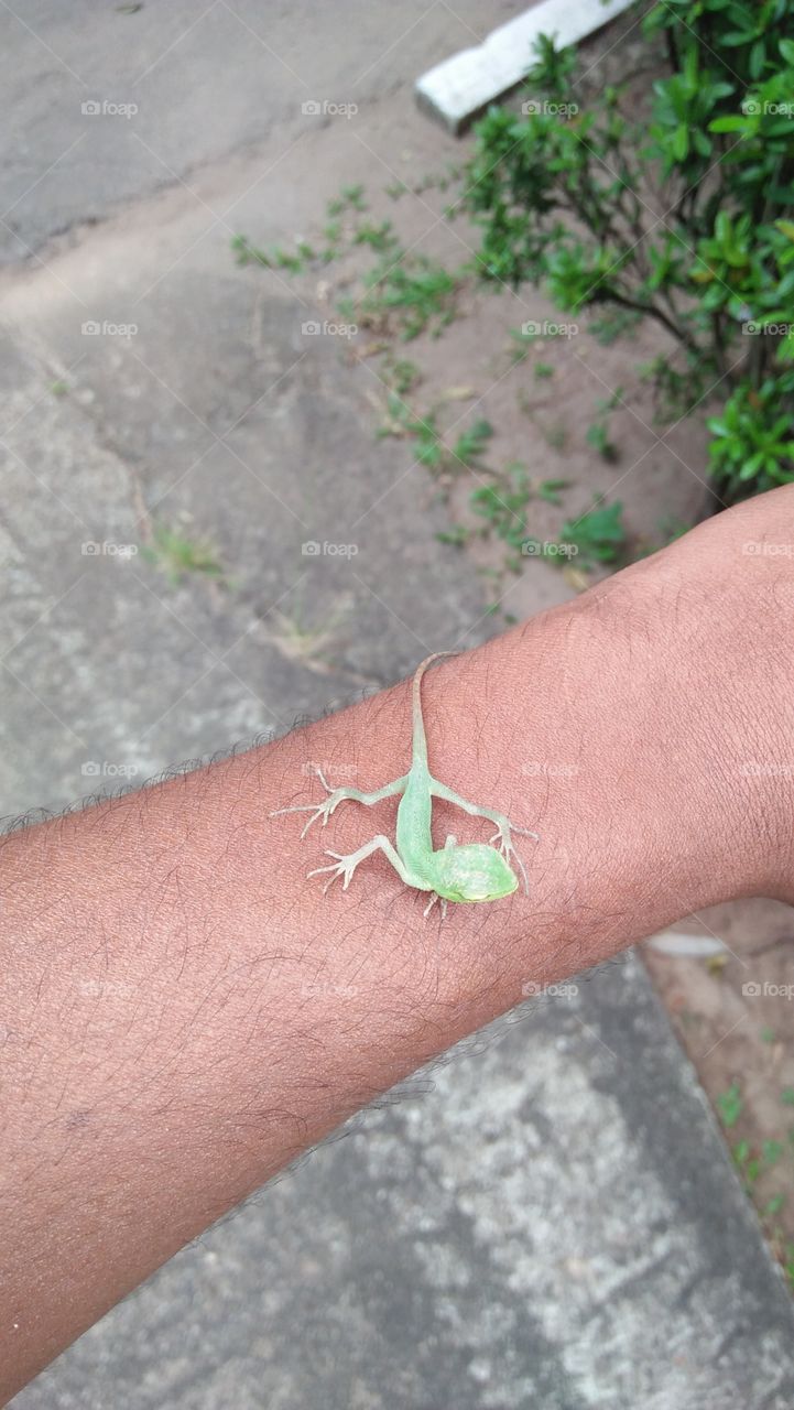 කටුස්සා (chameleon)