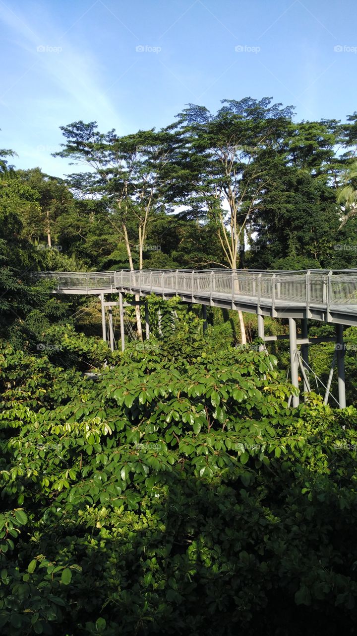 Treetop Walk SG. Alexadra Road SG
