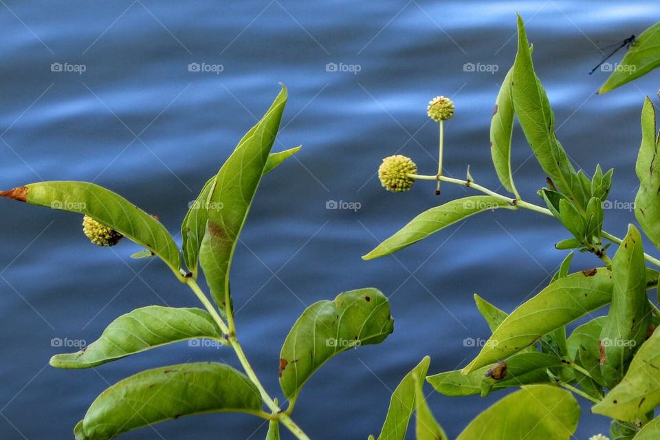 River Lake background