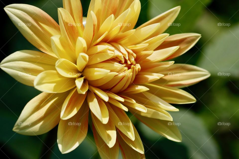 Yellow dahlia