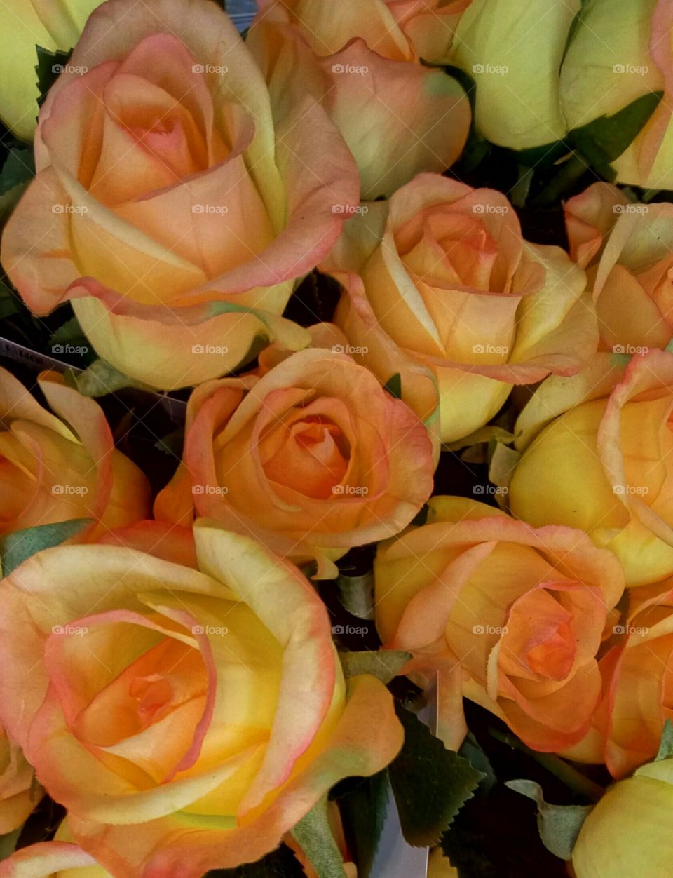 Flower, Rose, Petal, Love, Bouquet