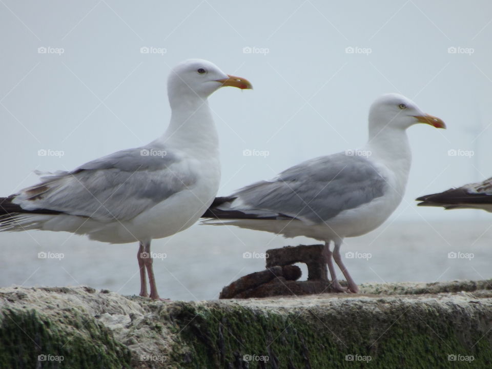 Two Seagulls