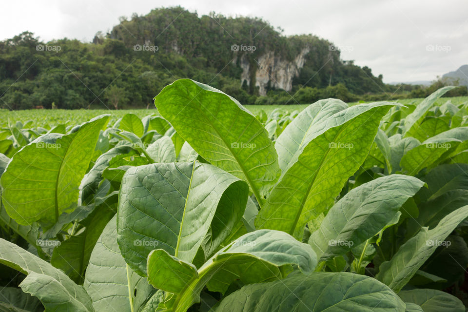 Fresh green tobacco leaves on the field in Vinales, Cuba