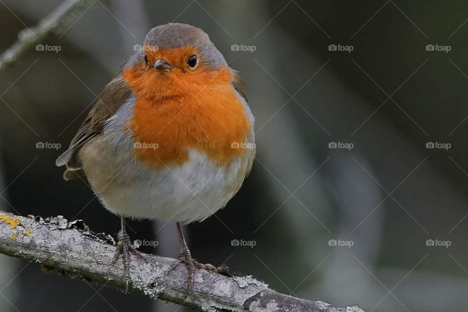 Close up on a Robin resting on a branch in Nantes canal in Brest