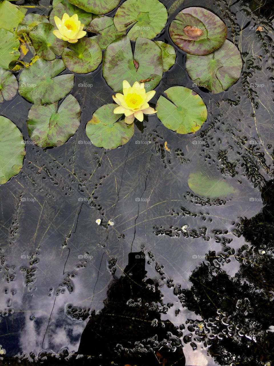 lake of water lilies