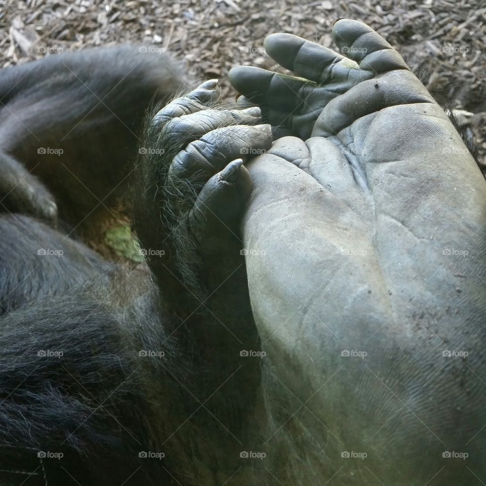 gorilla feet
