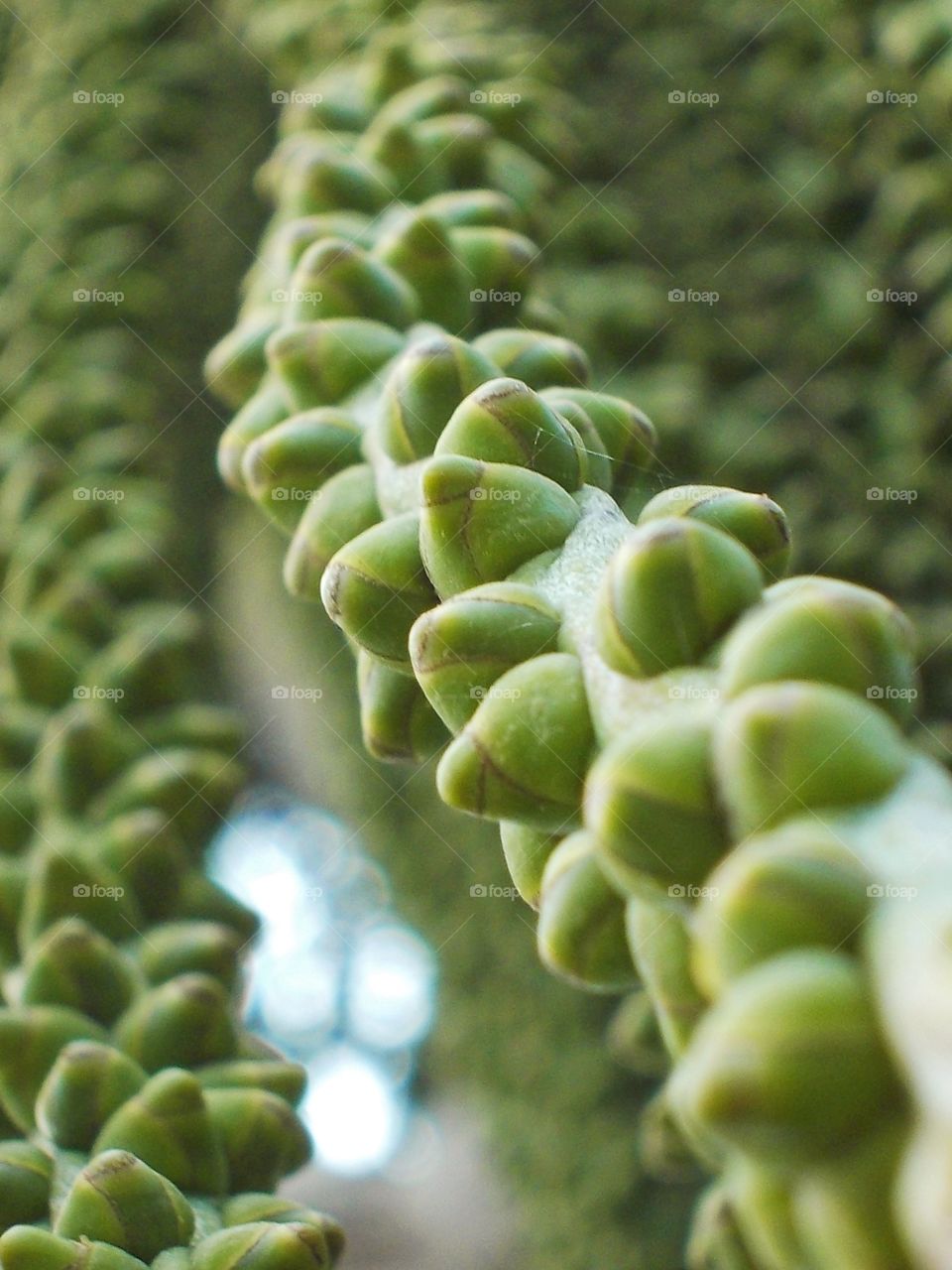Creepers seems like blooming after the first shower of rain during summer time.ππ§οΈ I just love this shot of mine.πΈ