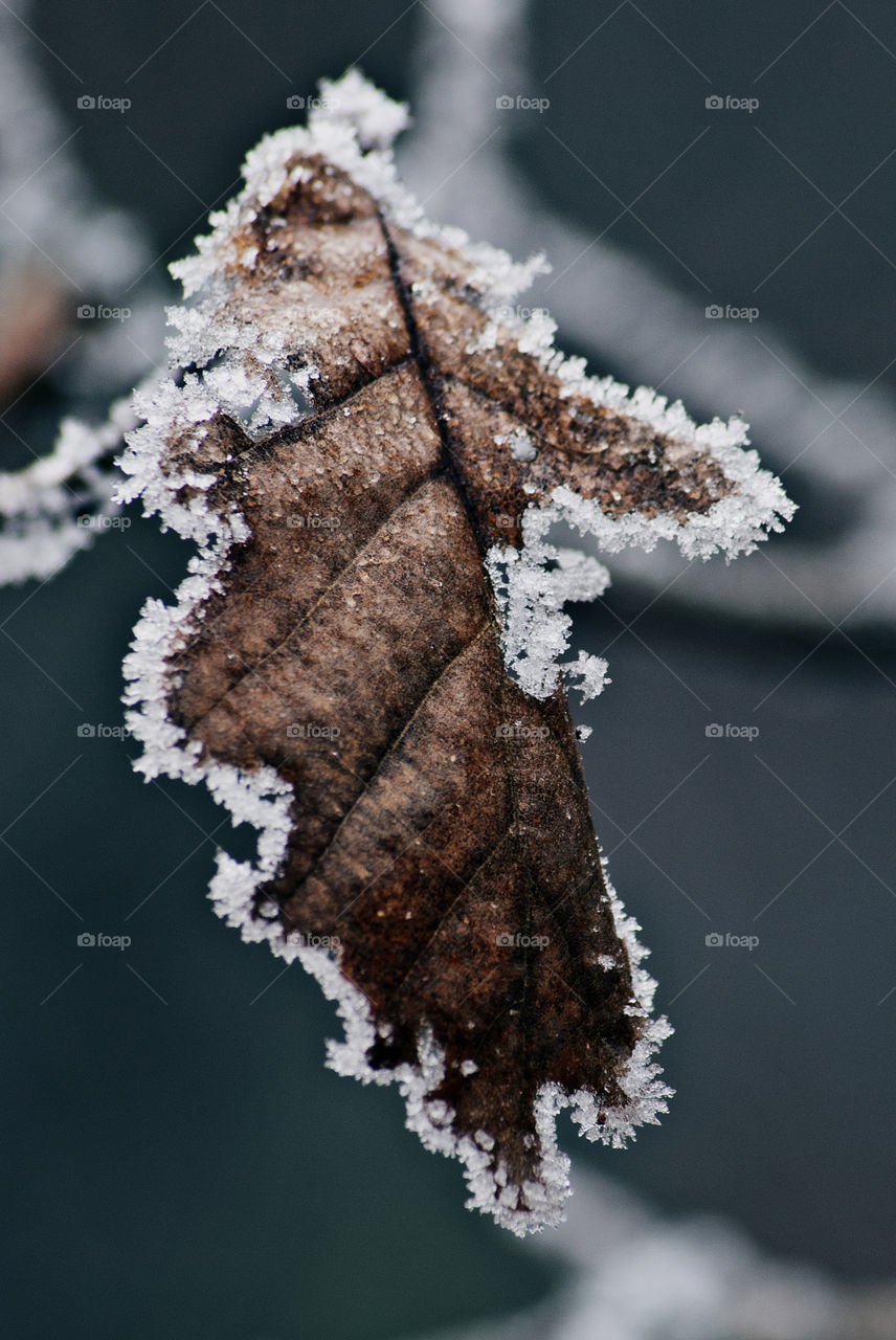 Frozen leaf