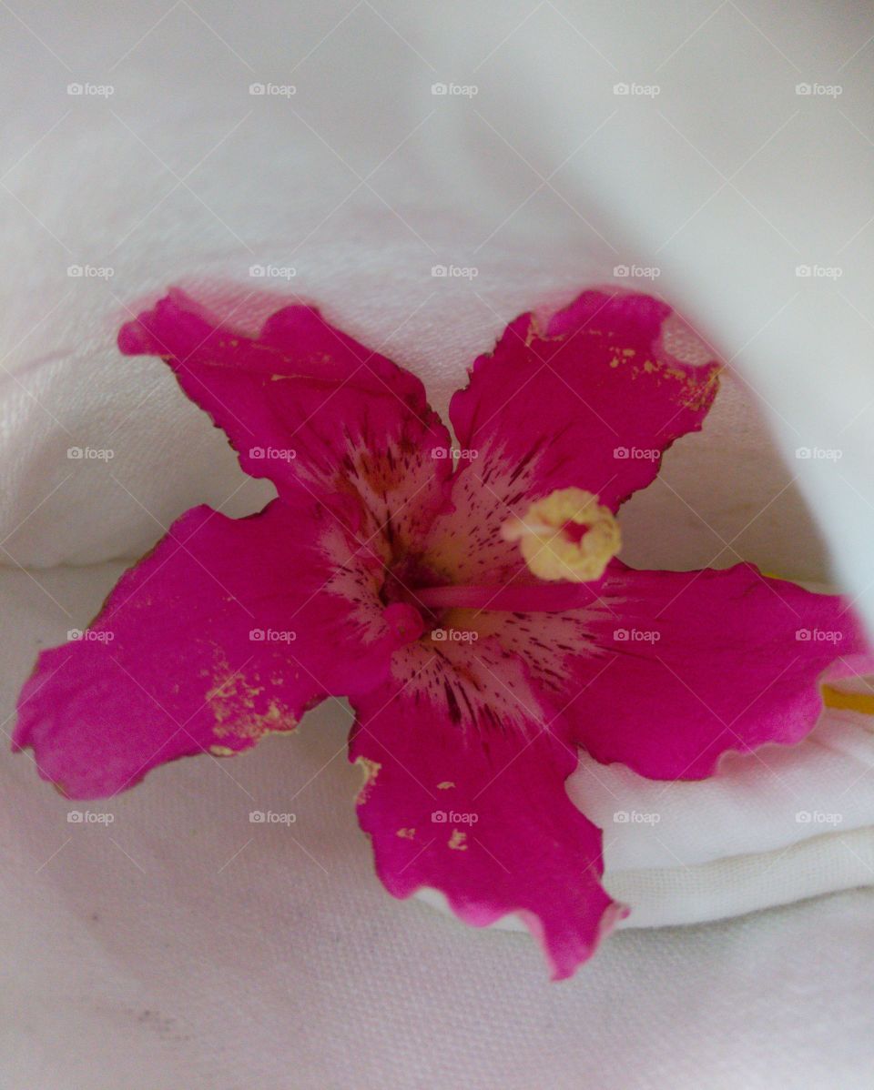 a fallen flower of silk floss tree.
