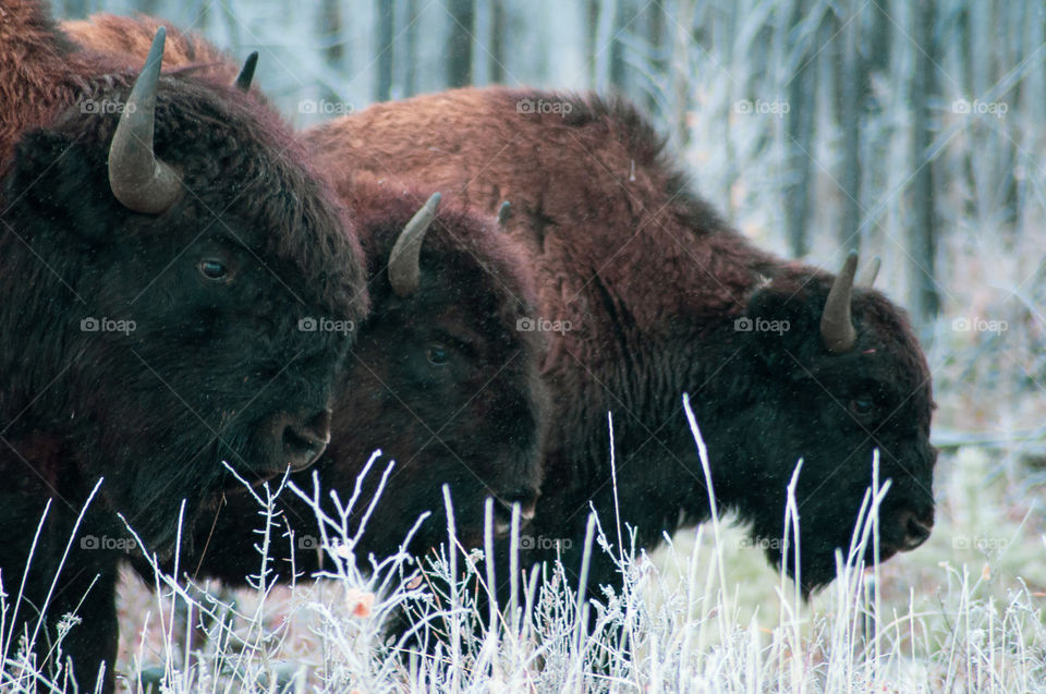wild Buffalos