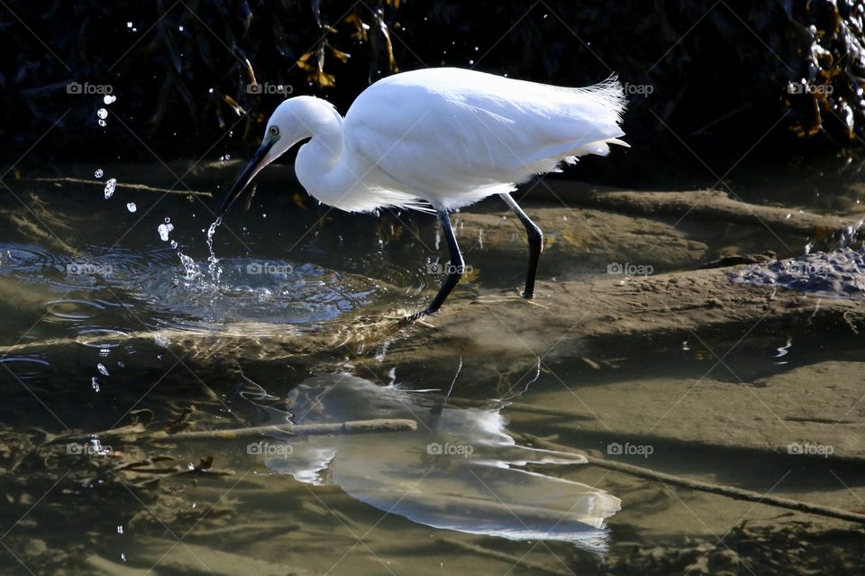 Egret