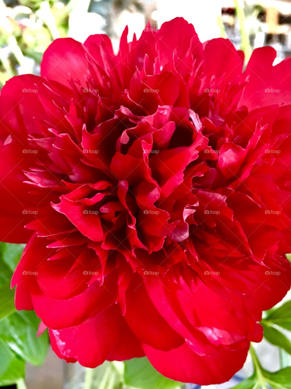 Red dalia