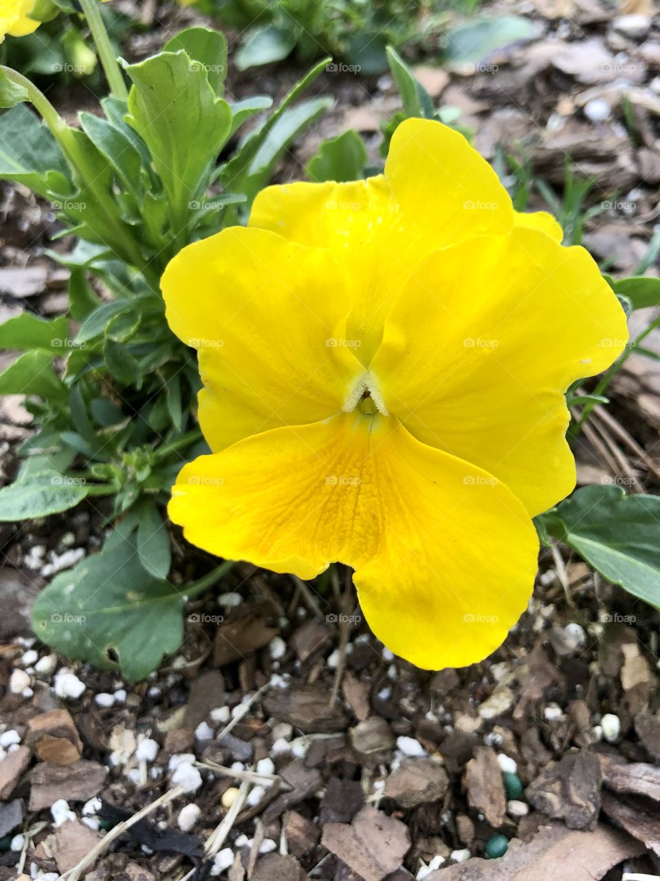 Colorful spring flowers 