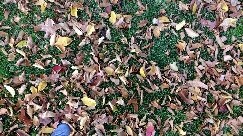 Late Fall Leaves