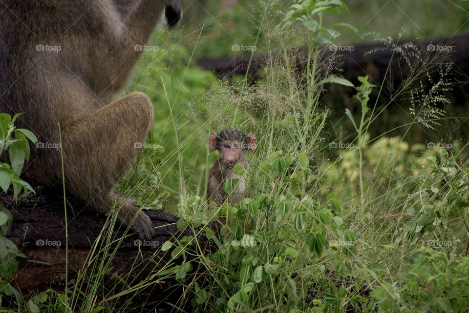 A baby monkey 