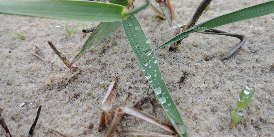dew drops n sea grass