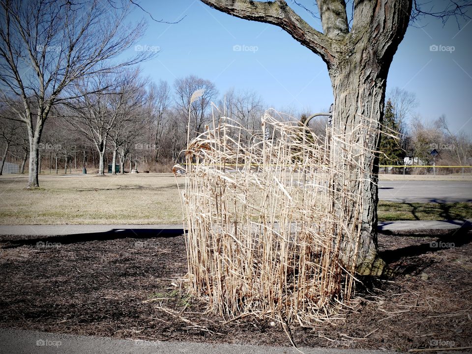 Some dried weeds blow in the wind, on a mild winter day. 