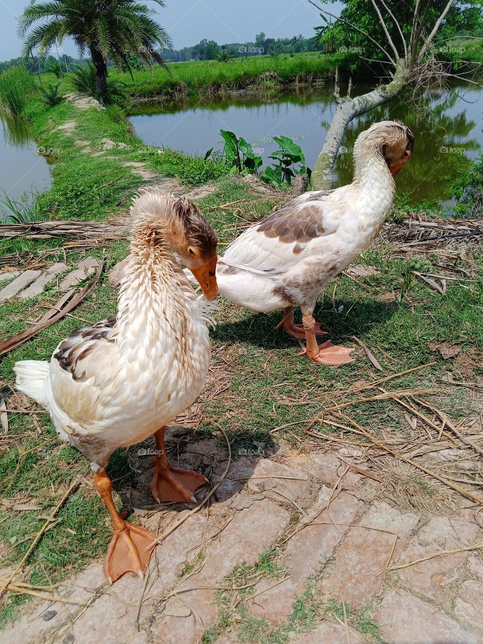 Cute Ducks