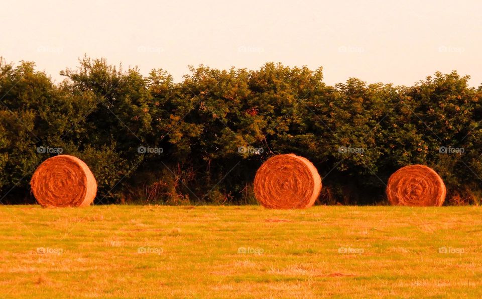 golden haystacks