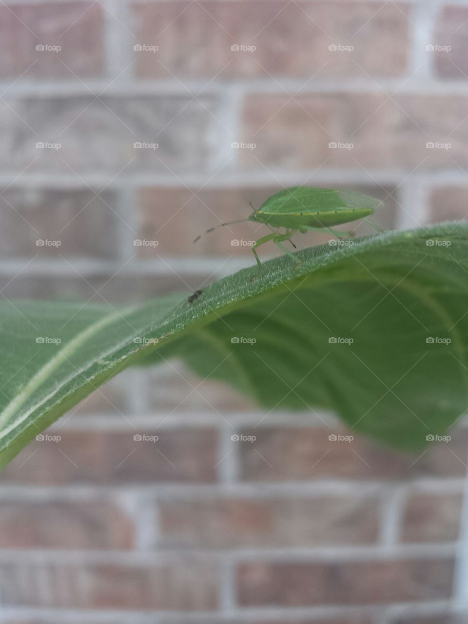 southern green stink bug & ant friend