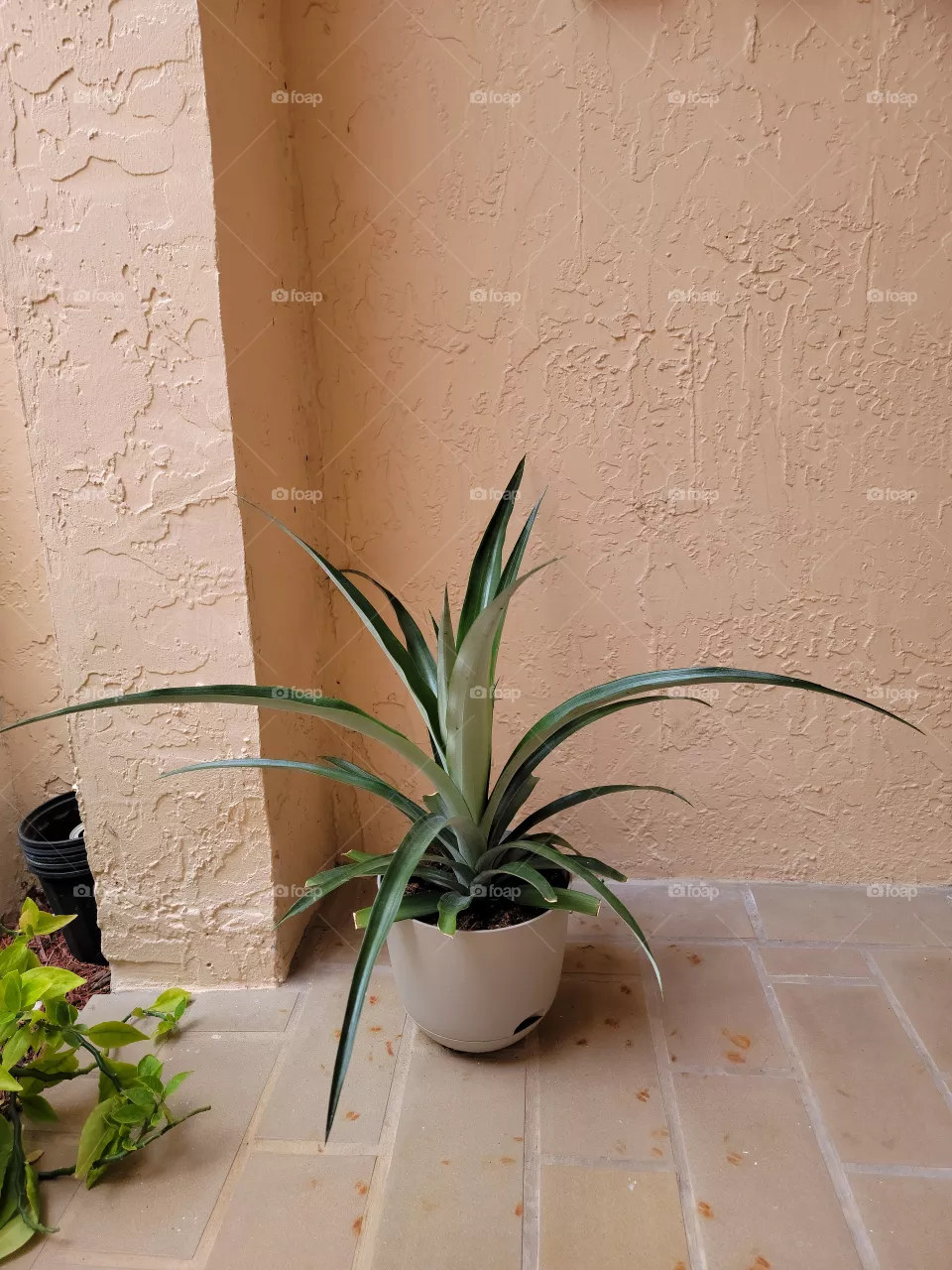 Pineapple