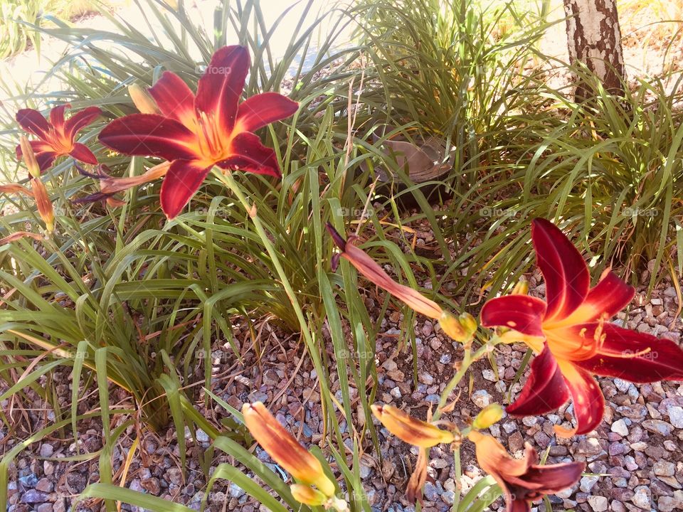 Deep red flowers - Viejas  -  Alpine CA