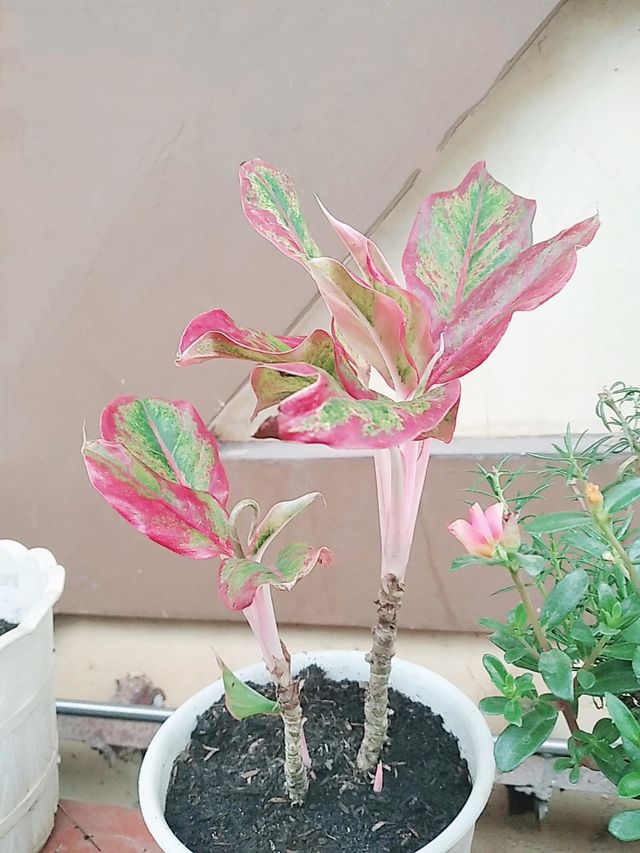 Pink leaf plants