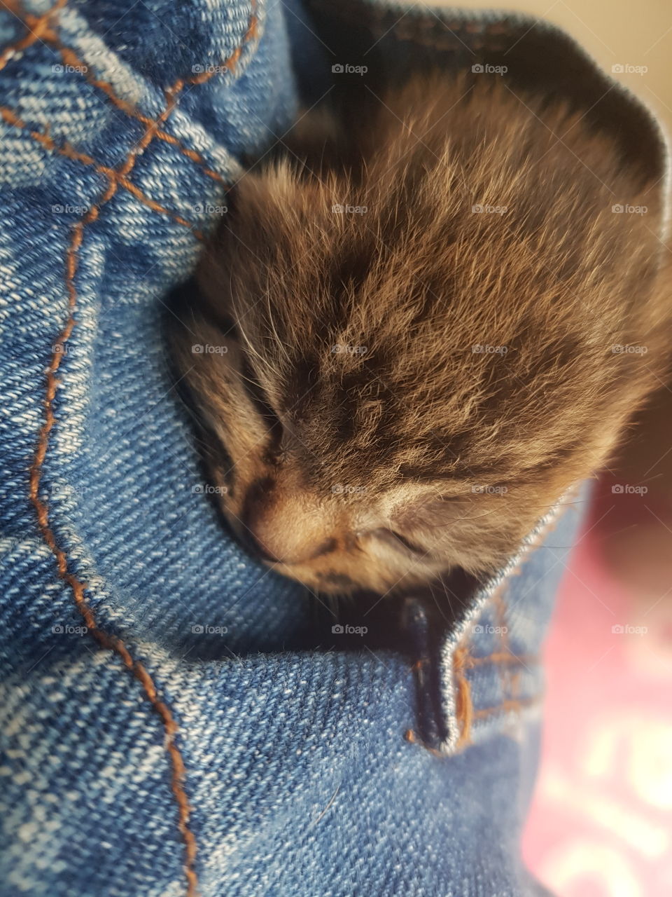 A close up shot of a tiny week old Bengal kitten. Her tiger markings on her face in this head shot not quite as strong as they will be as she grows. She is fast asleep cuddled into the pocket of my denim dress.