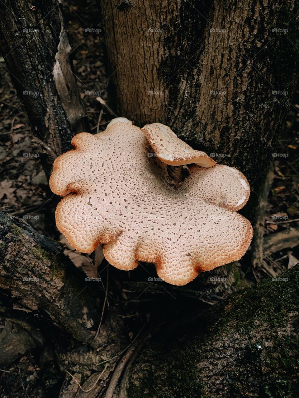 Giant wild mushrooms Dryad’s saddle, Pheasant’s back mushroom, scaly polypore, Polyporus squamosus, Cerioporus squamosus on the tree trunk