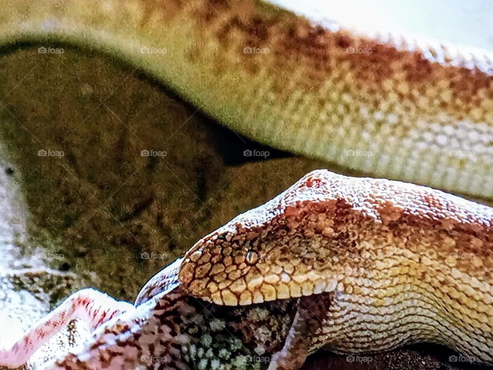 one reptile photography