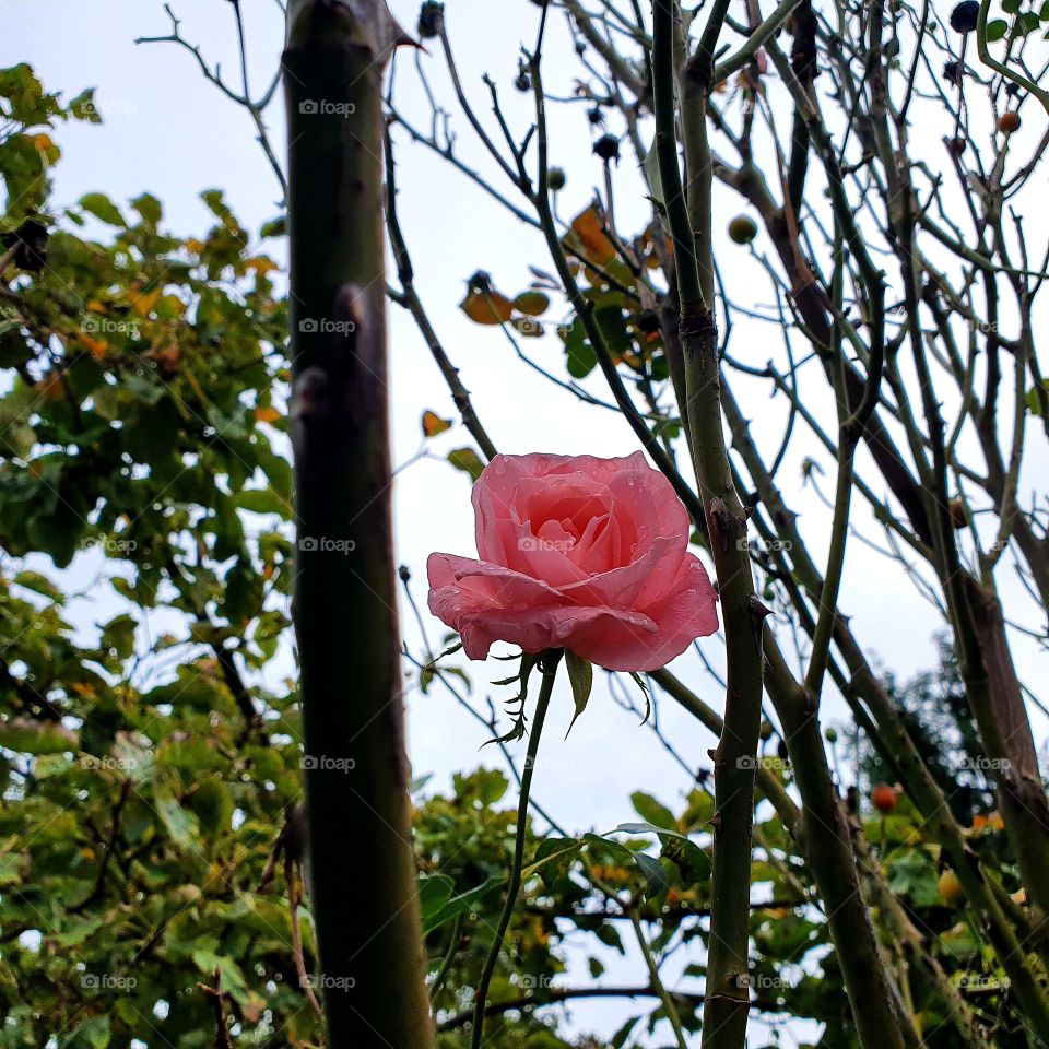 It's autumn again! One pink rose.