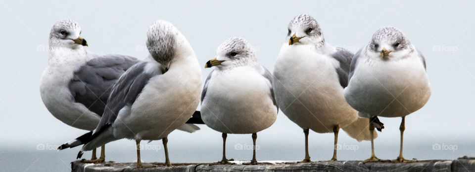 Mike, Mike, Mike, Mike