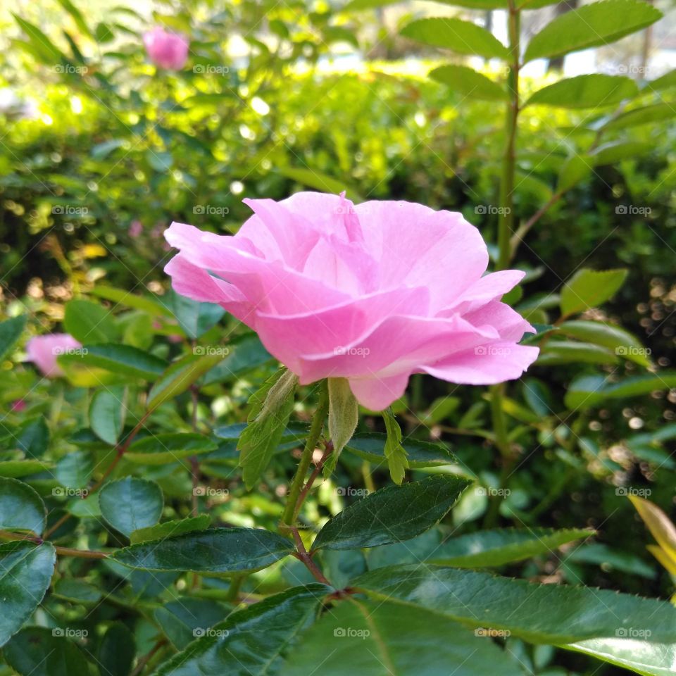 A beautiful pink flower blooming in a garden at Lake Lily Park in Maitland, Florida.