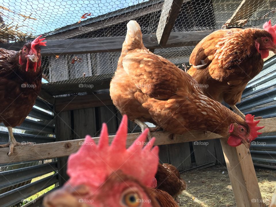Chickens dropping hottest album of the year