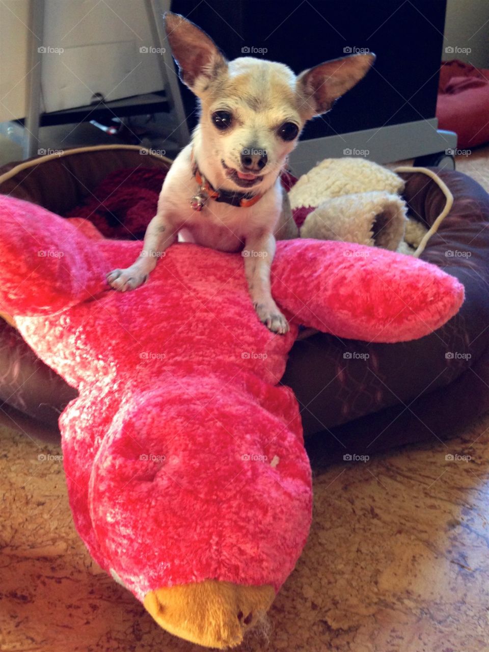 Beanie smiling after conquering the large stuffed animal 