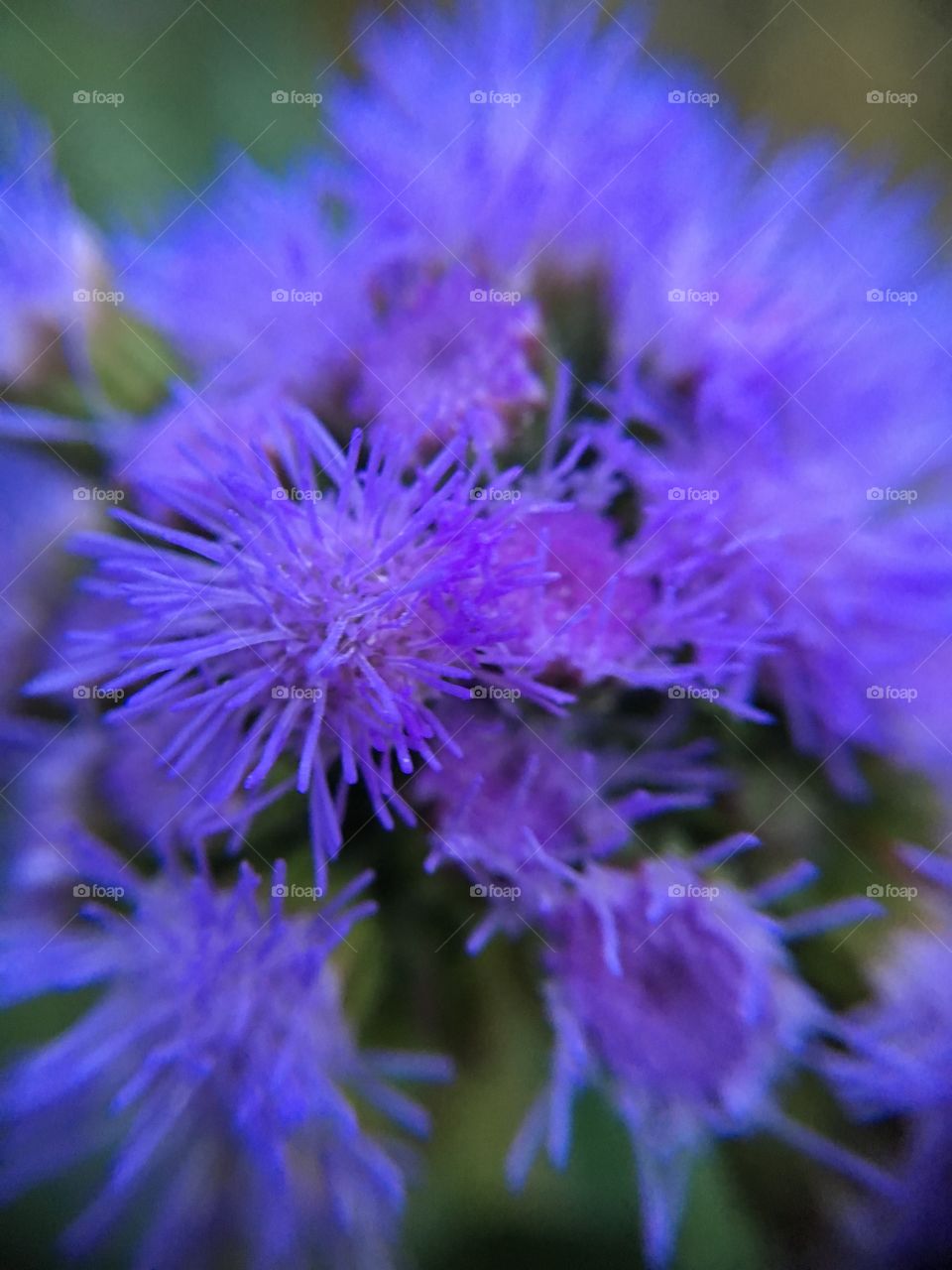 Purple closeup