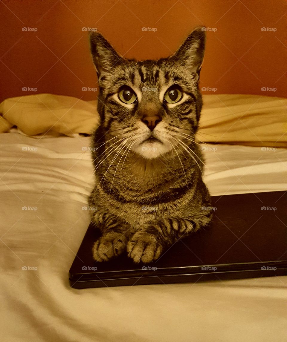 Kitty says no internet tonight