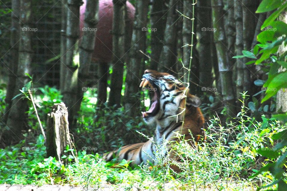 Tiger yawn