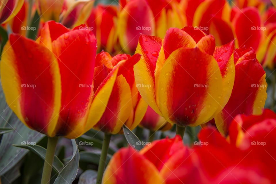 Tulips and water droplets 